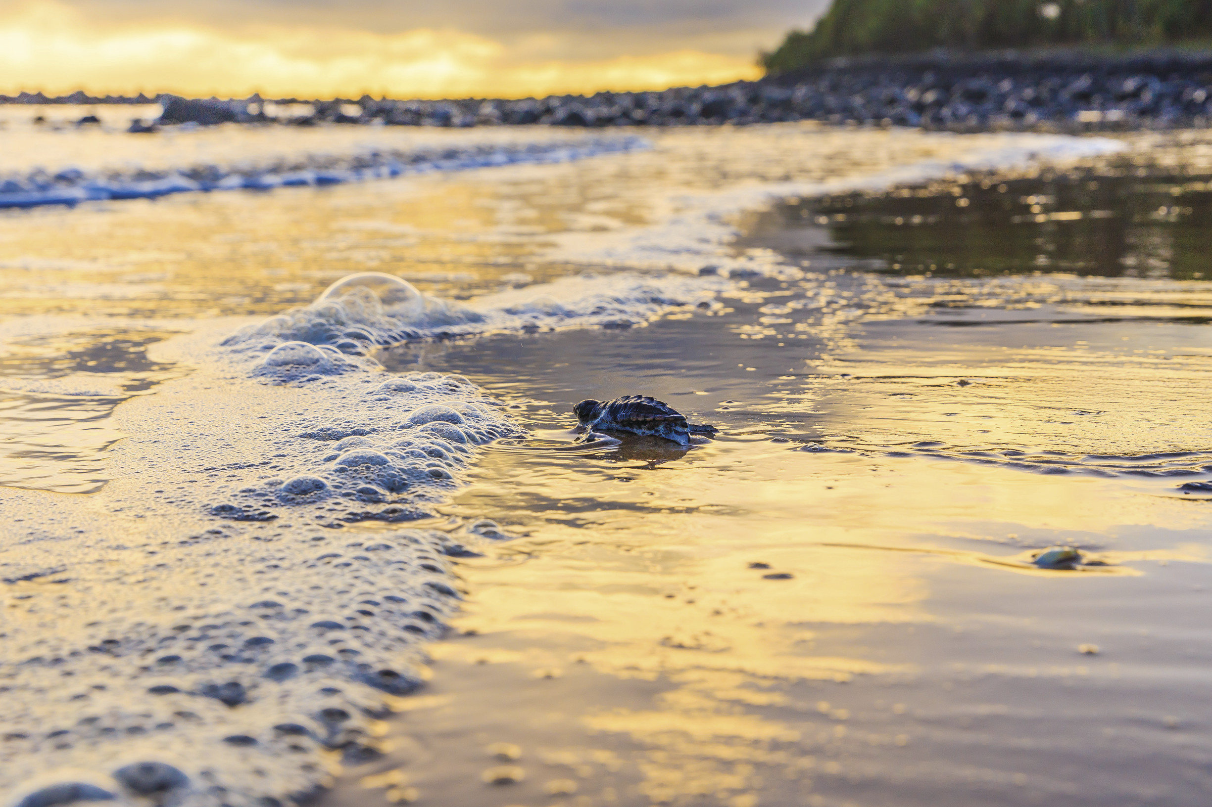 Turtle hatchling at waters edge, Bundaberg | best things to do in Queensland